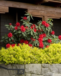 Taurus Rhododendron, Rhododendron x 'Taurus' (H-3), Monrovia Plant