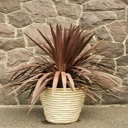 Red Star Cordyline, Cordyline australis 'Red Star', Monrovia Red Star Cordyline, Cordyline australis 'Red Star', Monrovia