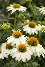 PowWow® White Coneflower, Echinacea purpurea 'PAS702918', Monrovia