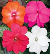 Sonic® New Guinea Impatiens, Impatiens x hawkeri Sonic® Series