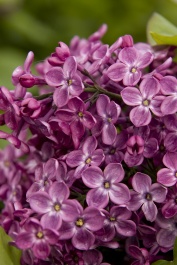 Declaration Lilac, Syringa x 'Declaration', Monrovia Plant