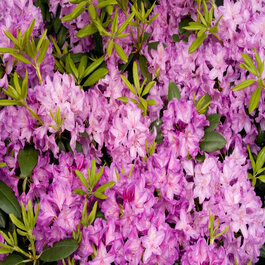 Boursault Catawba Rhododendron, Rhododendron catawbiense 'Boursault' (H-1)