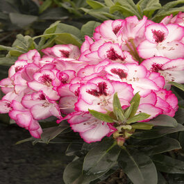 whale fin snake plant White Variegated Whale Fin