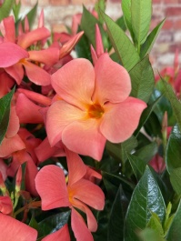 Sun Parasol® Original XP Maui Sunset Mandevilla, Monrovia Plant