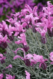 Lavinnova The Silver Princess Lavender, Monrovia Plant