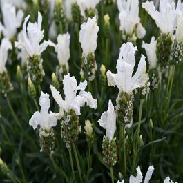 Lavinnova Pure White Lavender, Lavandula pedunculata 'Pure White'