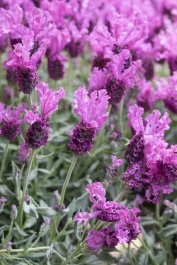 Lavinnova® Hot Pink Lavender, Lavandula pedunculata 'Hot Pink'