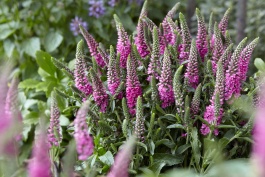 Veronica Raspberry Pink Candles Veronica, Veronica spicata 'Verspi' PP #29,780, Monrovia Plant