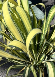Split Enz™ Yucca, Yucca , Monrovia Plant