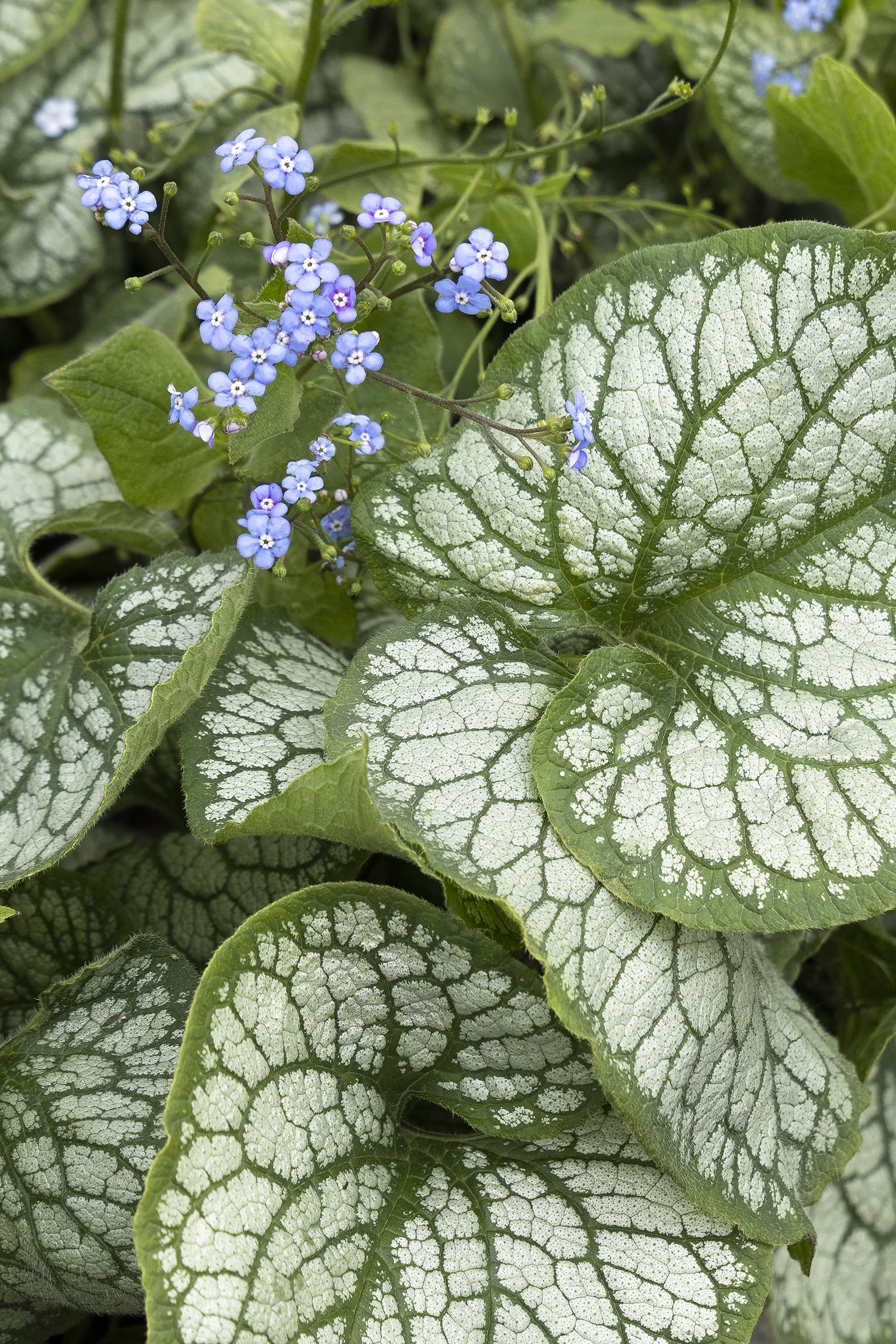Brunnera Jack Frost Plant Focus Brunnera Macrophylla Jack Frost 