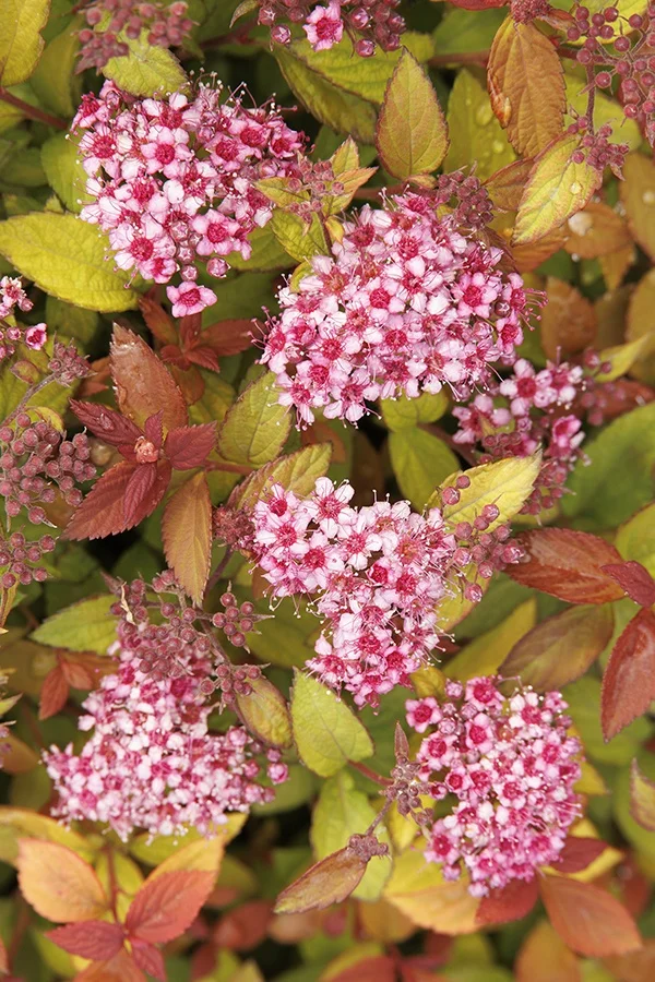 ©Monrovia by Doreen Wynja 