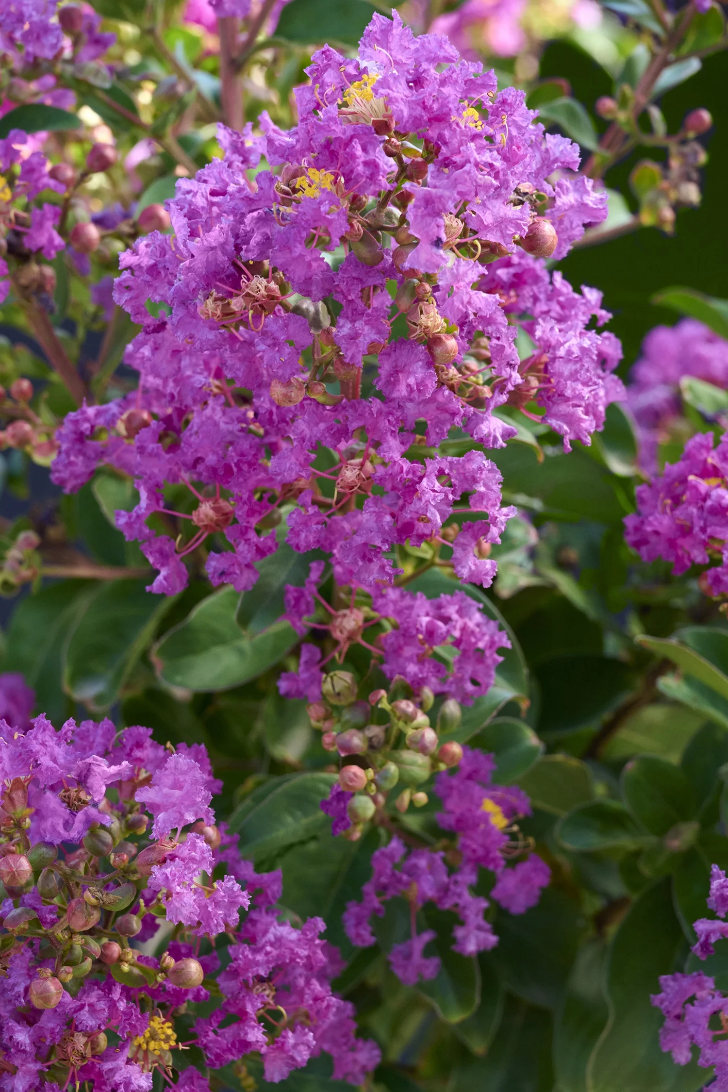 Summerlasting® Plum Crape Myrtle, Lagerstroemia indica