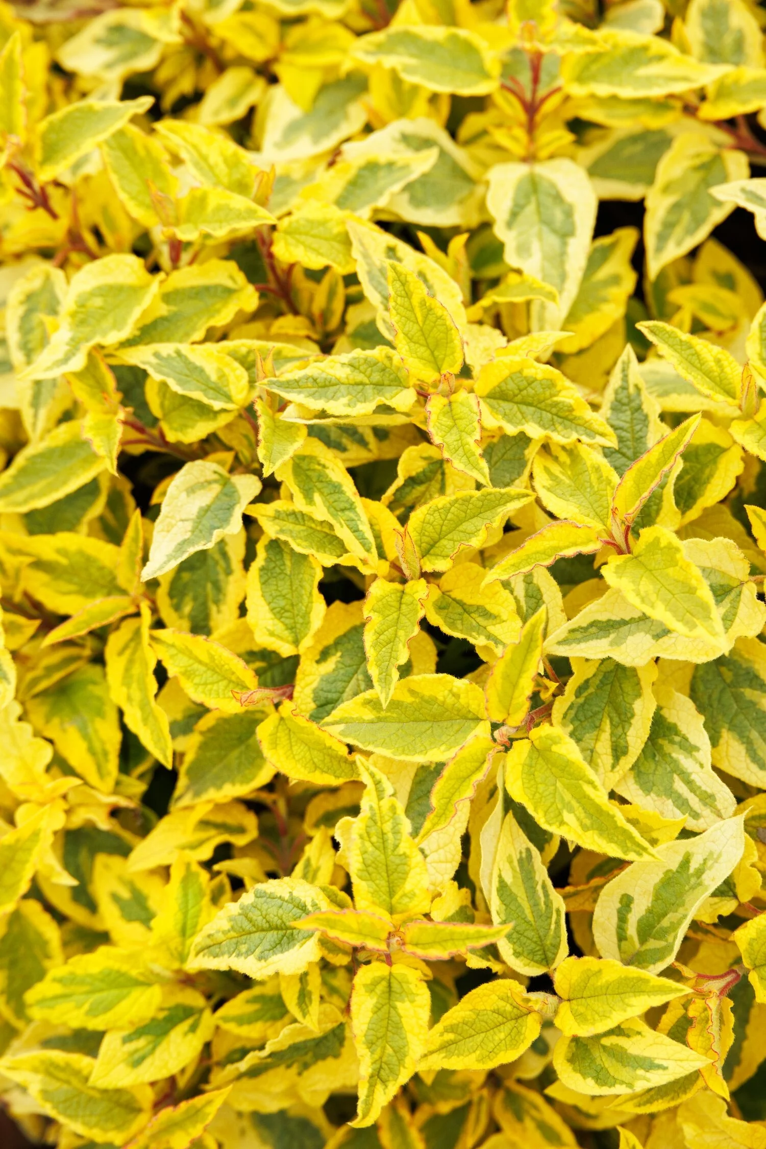 Mickie Rock Rose, Cistus x 'Mickie' PP #23024, Monrovia Plant