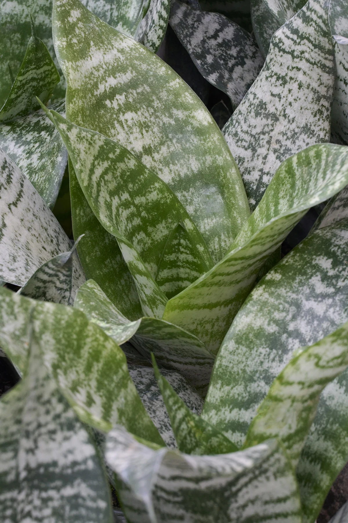 © Monrovia by Brandon Friend-Solis
