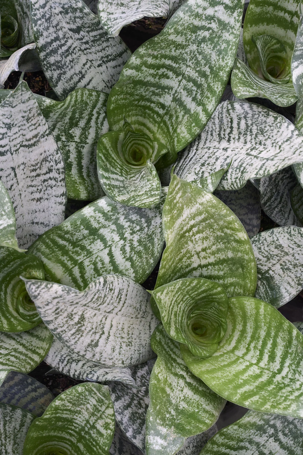 © Monrovia by Brandon Friend-Solis
