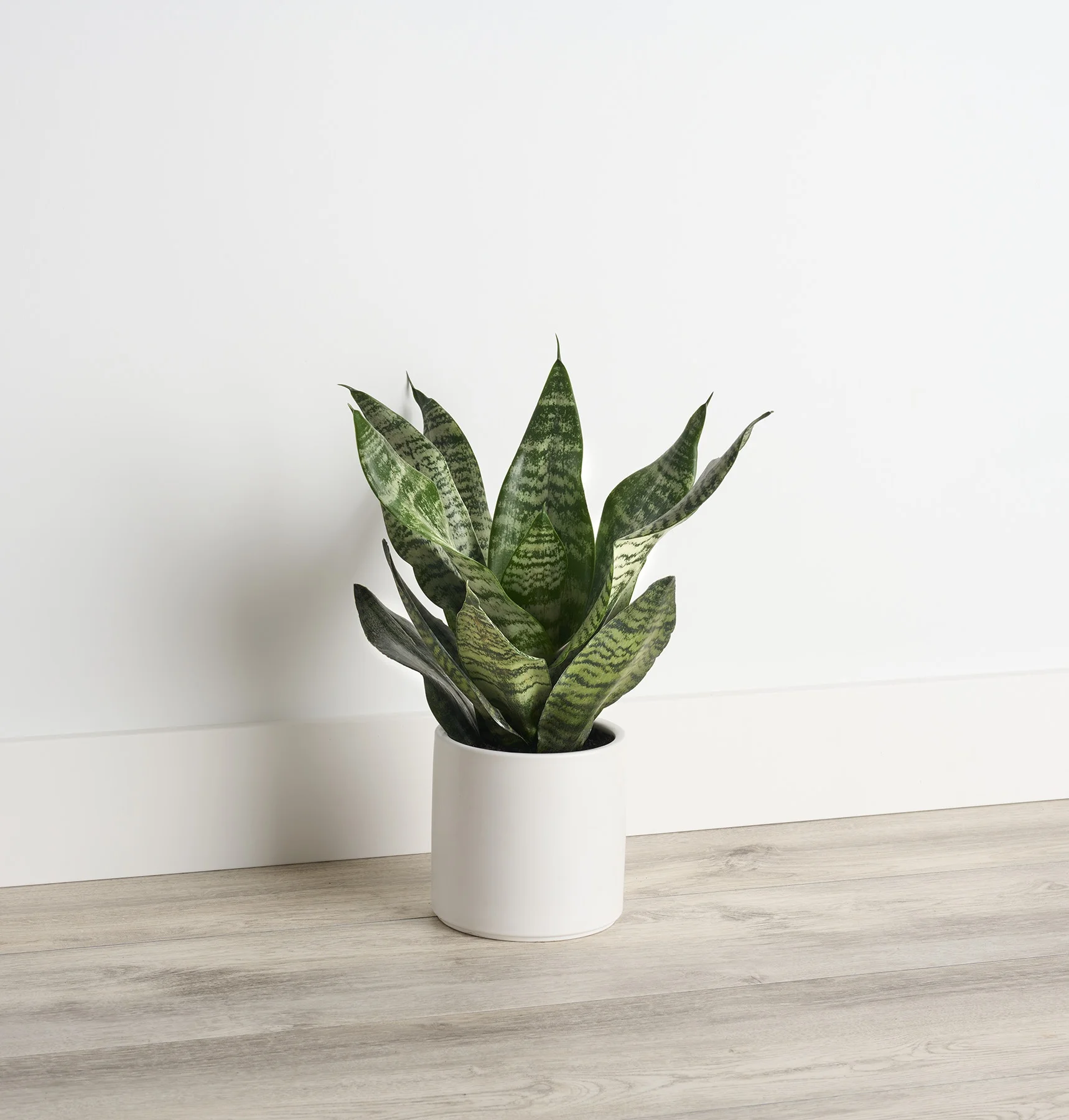 © Monrovia by Brandon Friend-Solis
