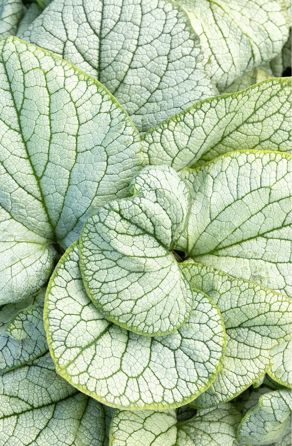 © Monrovia by Doreen Wynja