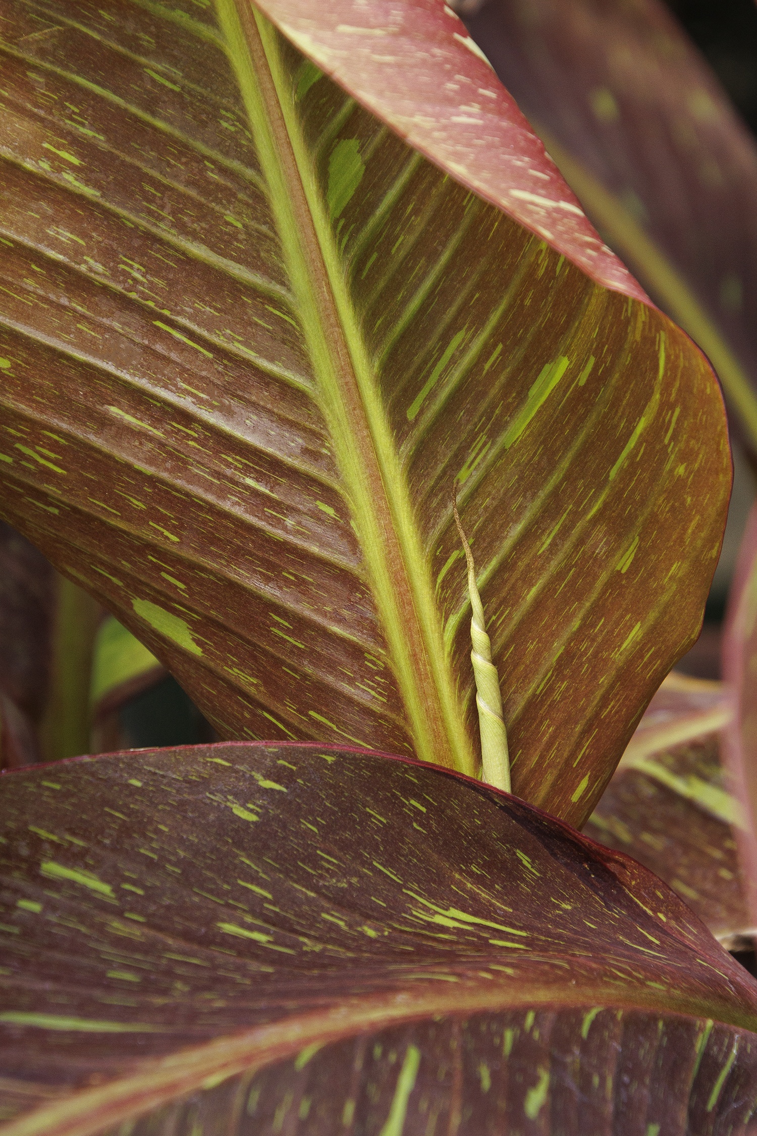 希少バナナ苗 ムサ サイアムルビーバナナ 【公式通販】