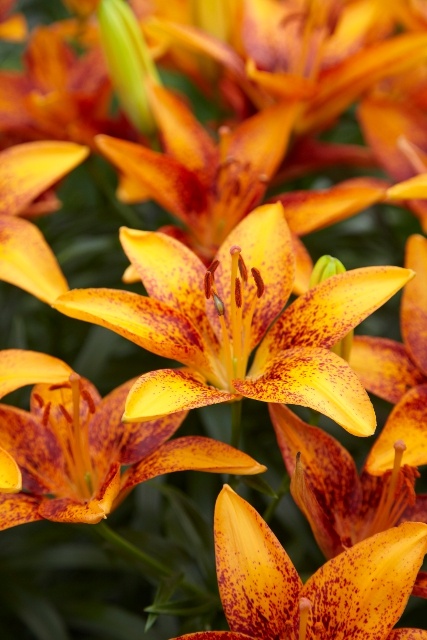 Lily Looks™ Tiny Orange Sensation Asiatic Lily, Monrovia Plant