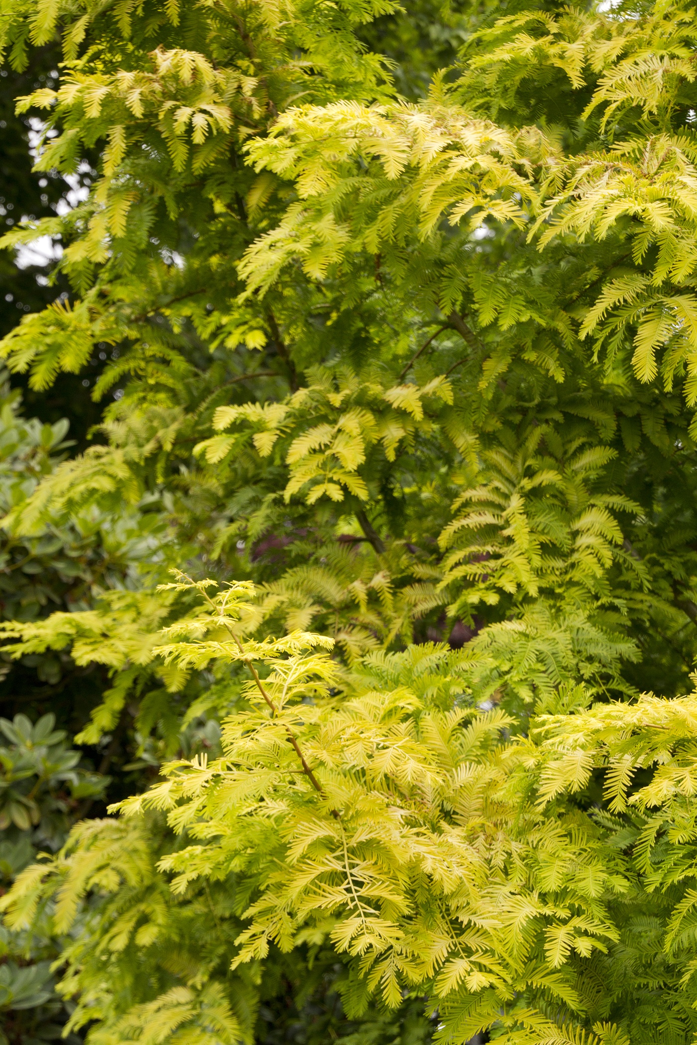 Gold Rush Dawn Redwood, Metasequoia glyptostroboides 'Gold Rush'