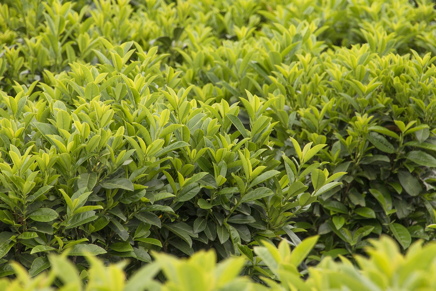 Dwarf English Laurel, Prunus laurocerasus Nana, Monrovia Plant