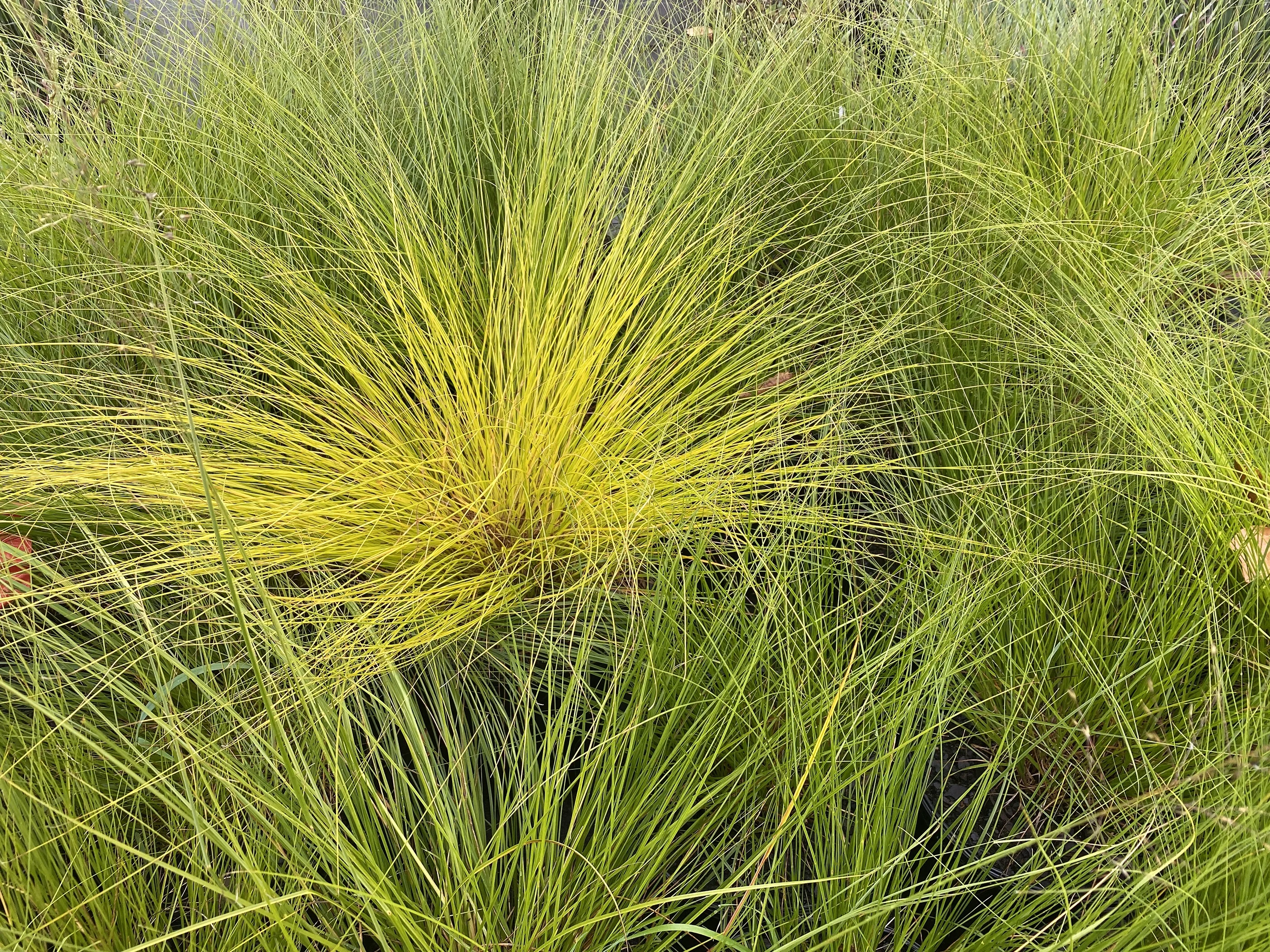 Intrinsic Perennials 