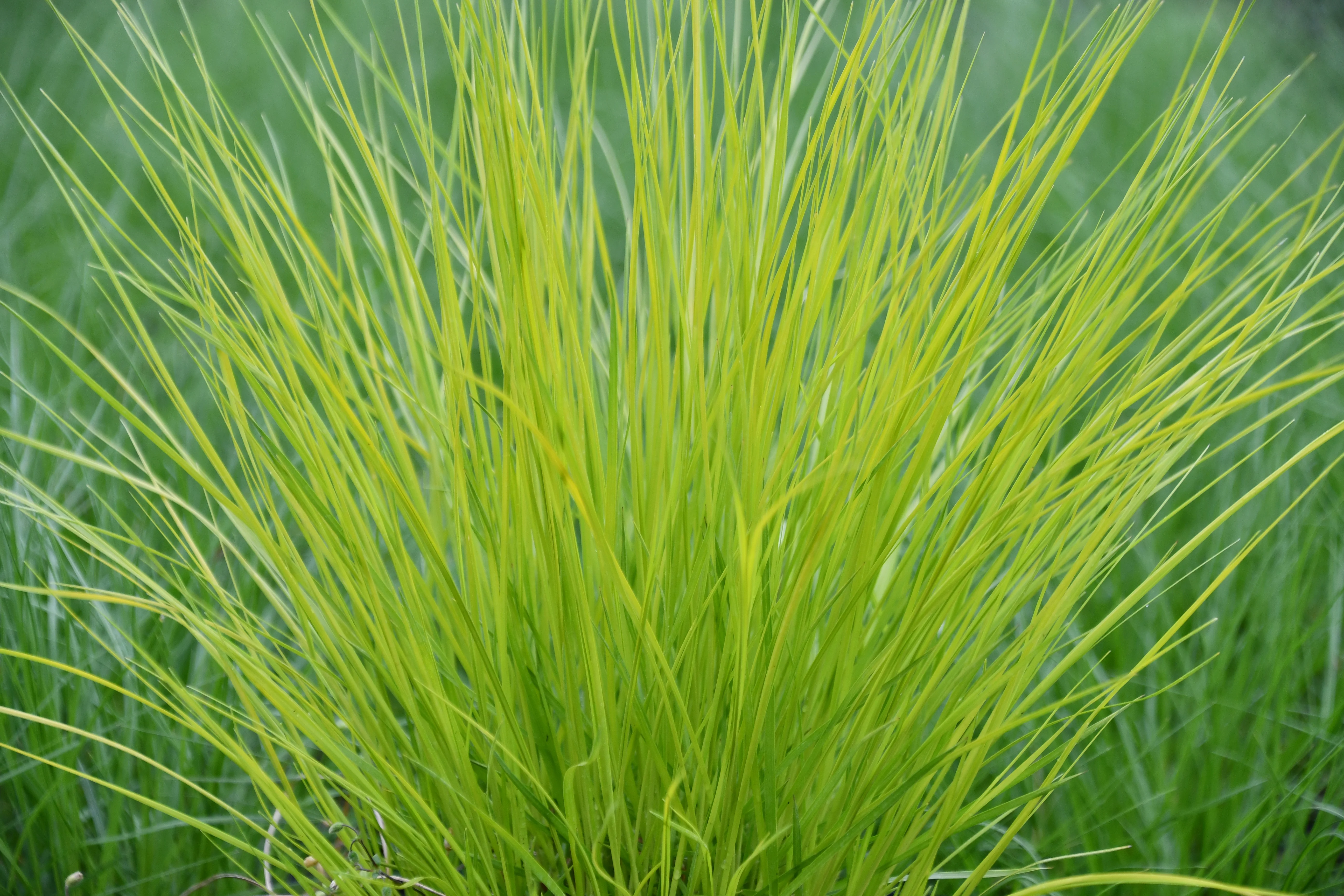 Intrinsic Perennials 