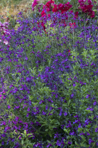 VIBE® Ignition Purple Salvia