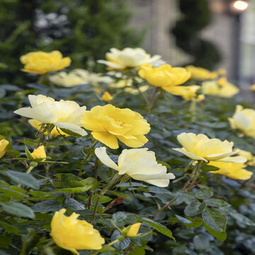 Extreme Close Up :: Credit :: ©Monrovia by Doreen Wynja