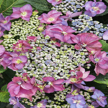 © Monrovia by Doreen Wynja