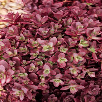 Close Up :: Credit :: © Monrovia by Doreen Wynja