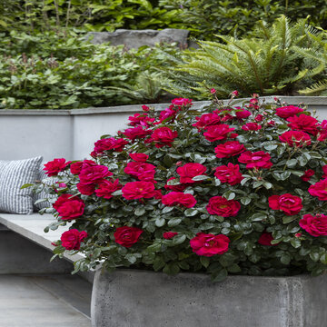 Container :: Credit :: ©Monrovia by Doreen Wynja