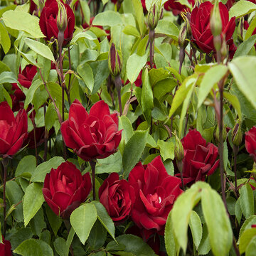 Medium Shot :: Credit :: ©Monrovia, by Doreen Wynja