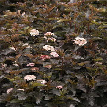 Medium Shot :: Credit :: Doreen Wynja