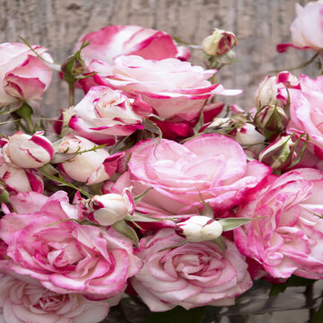 Cut Flowers :: Credit :: Doreen Wynja