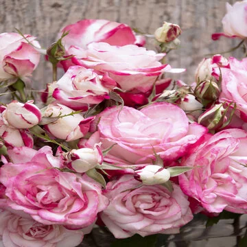 Cut Flowers :: Credit :: Doreen Wynja