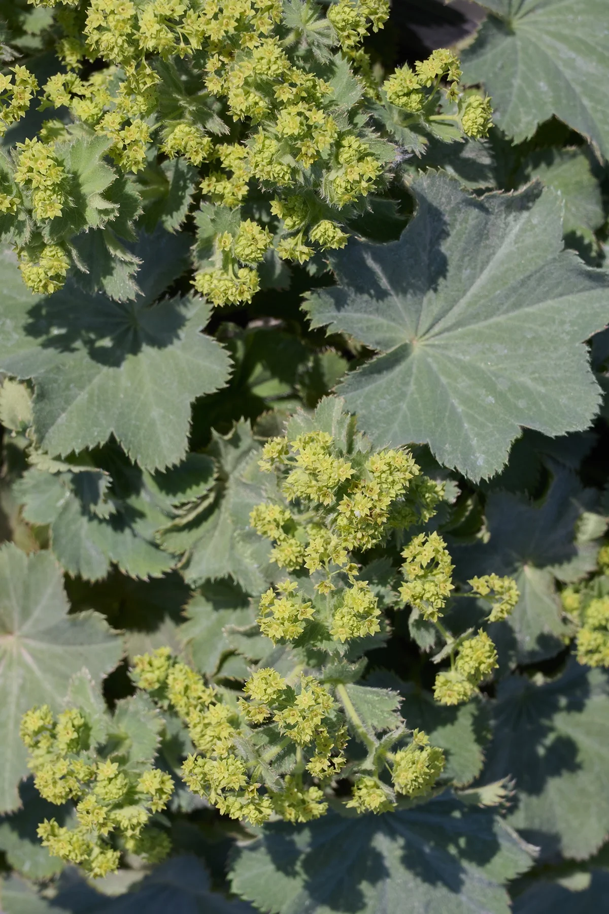 © Monrovia by Brandon Friend-Solis
