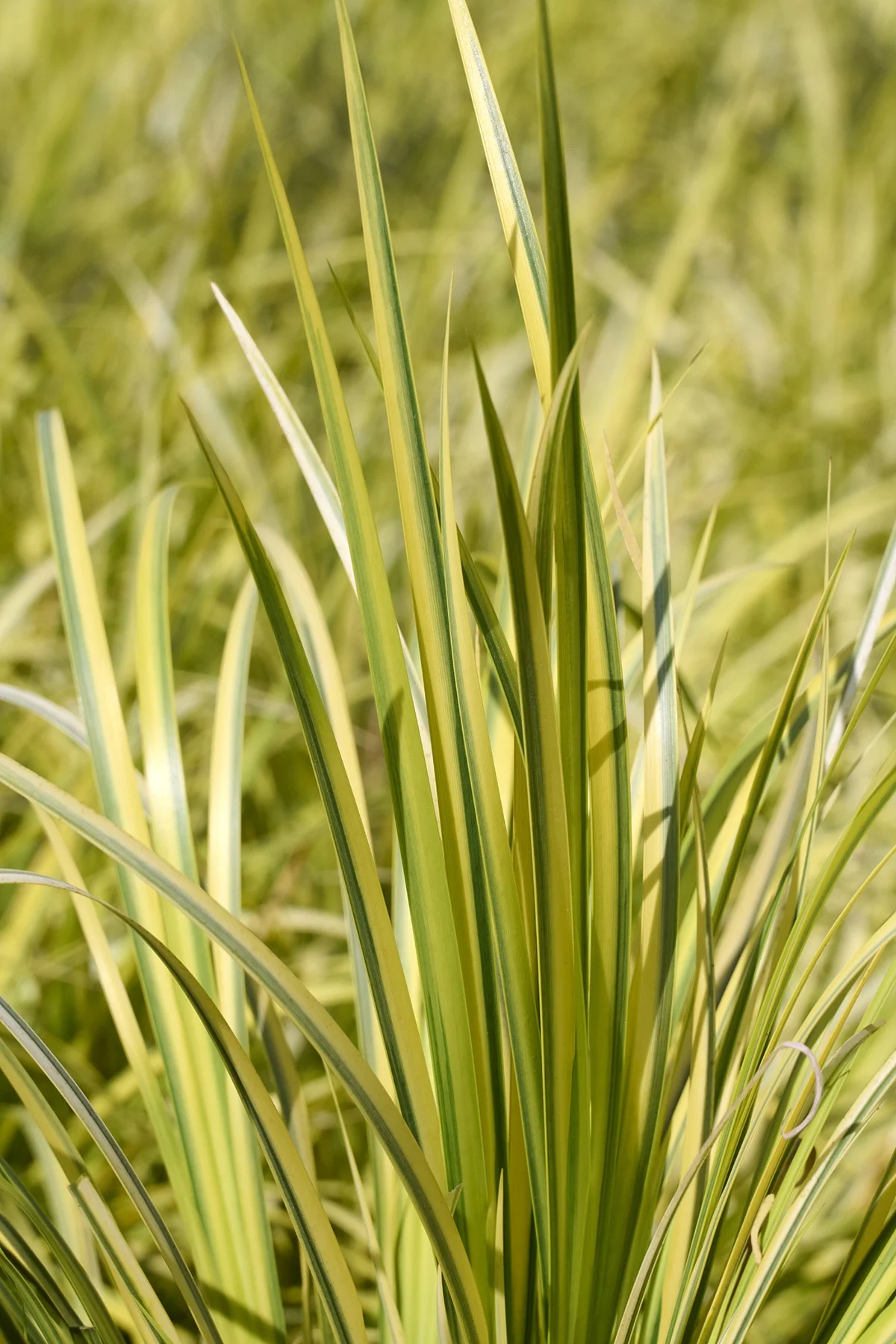 © Monrovia by Brandon Friend-Solis
