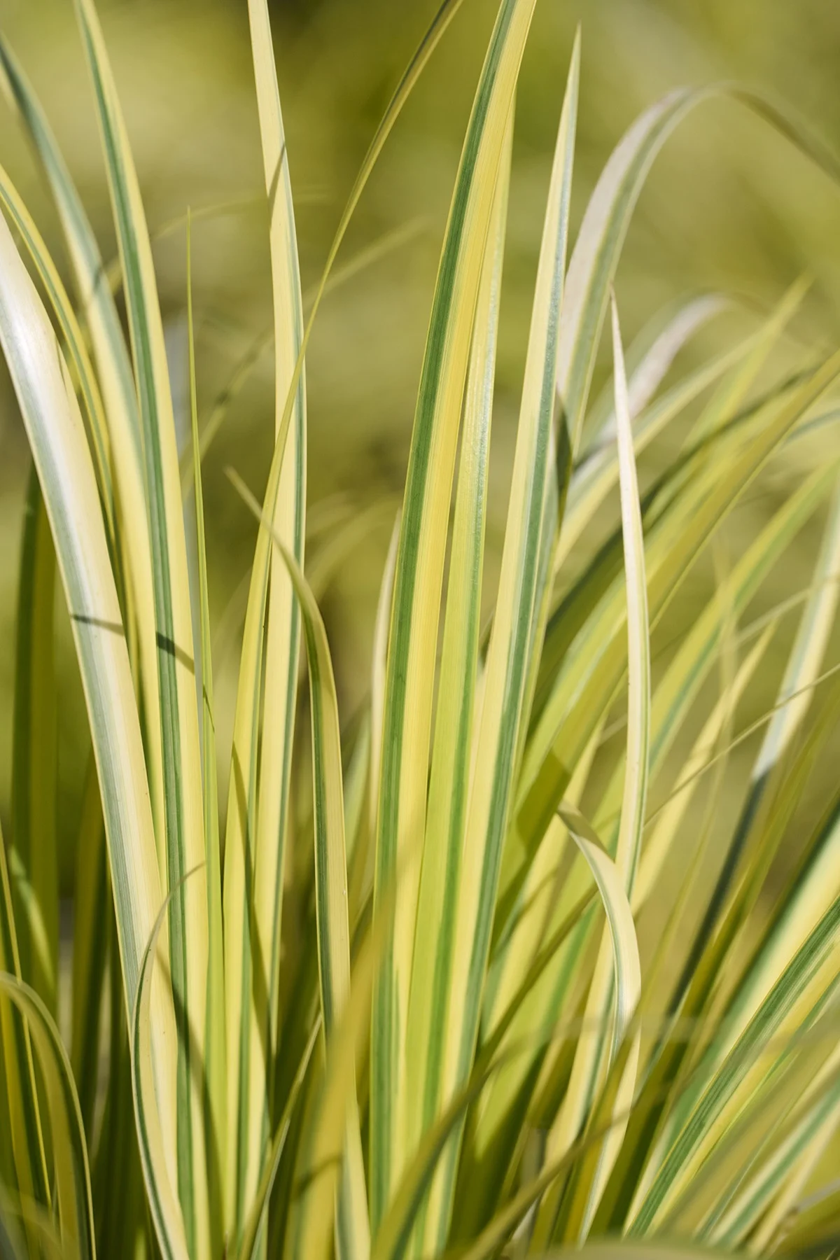 © Monrovia by Brandon Friend-Solis
