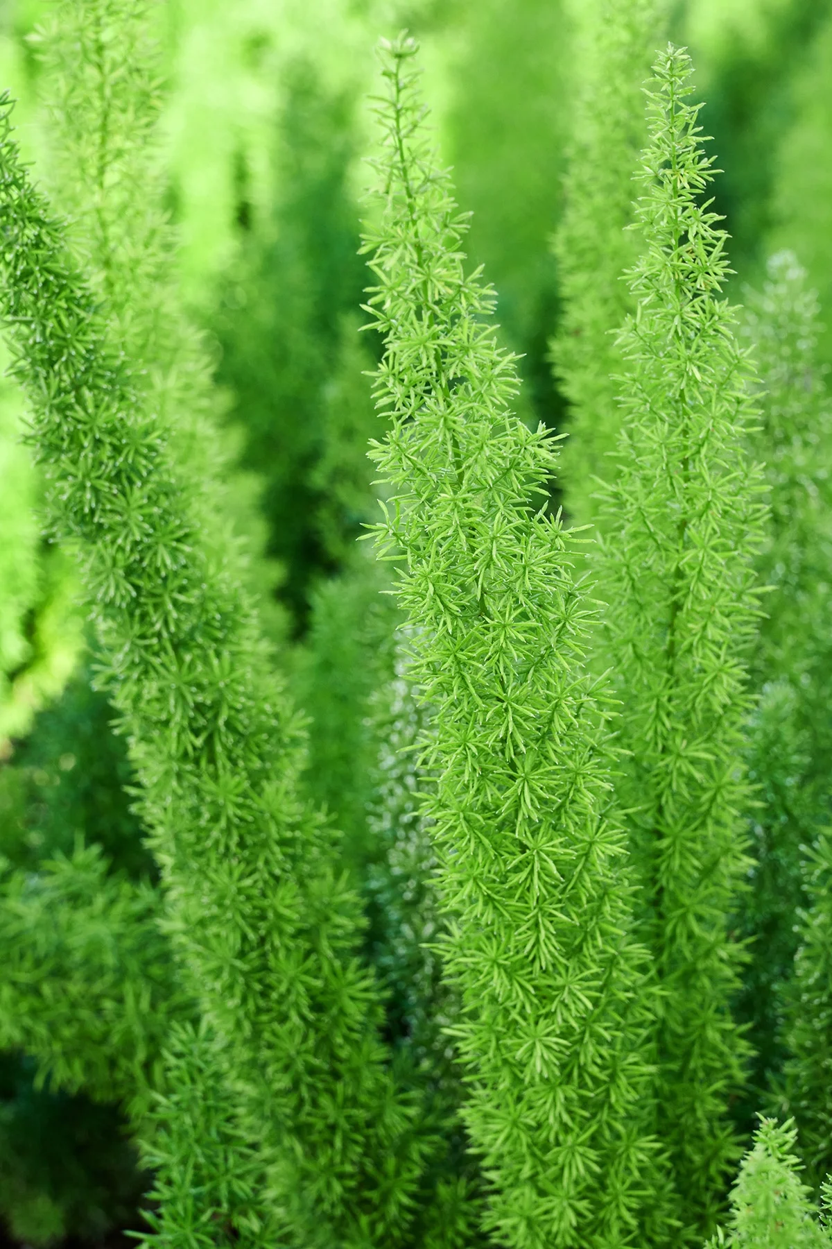 © Monrovia by Brandon Friend-Solis