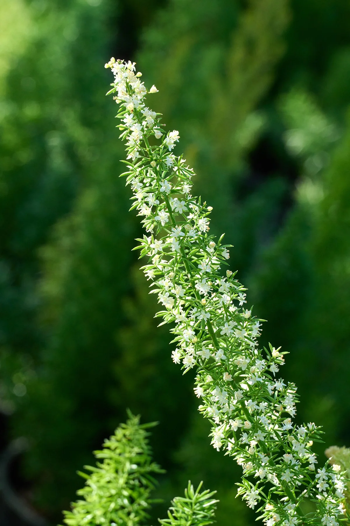 © Monrovia by Brandon Friend-Solis