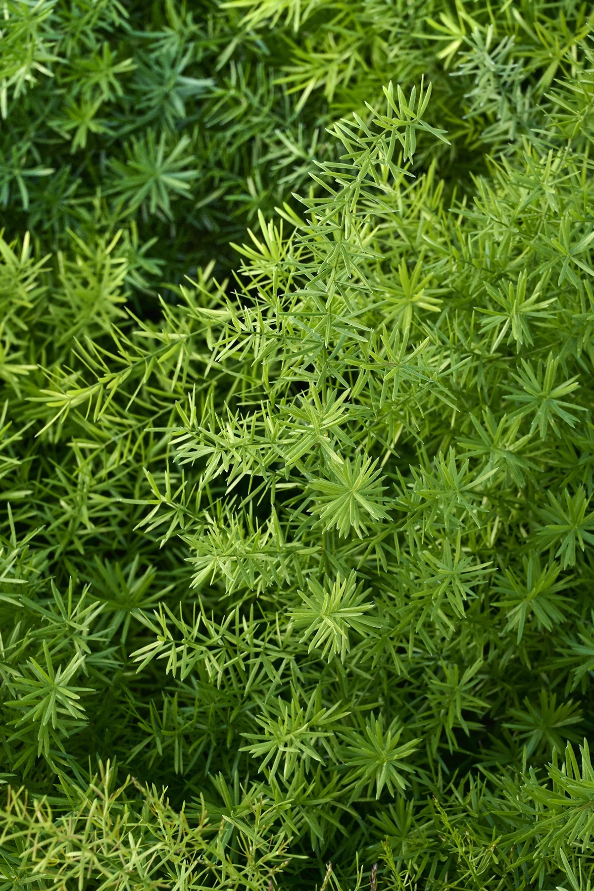 © Monrovia by Brandon Friend-Solis
