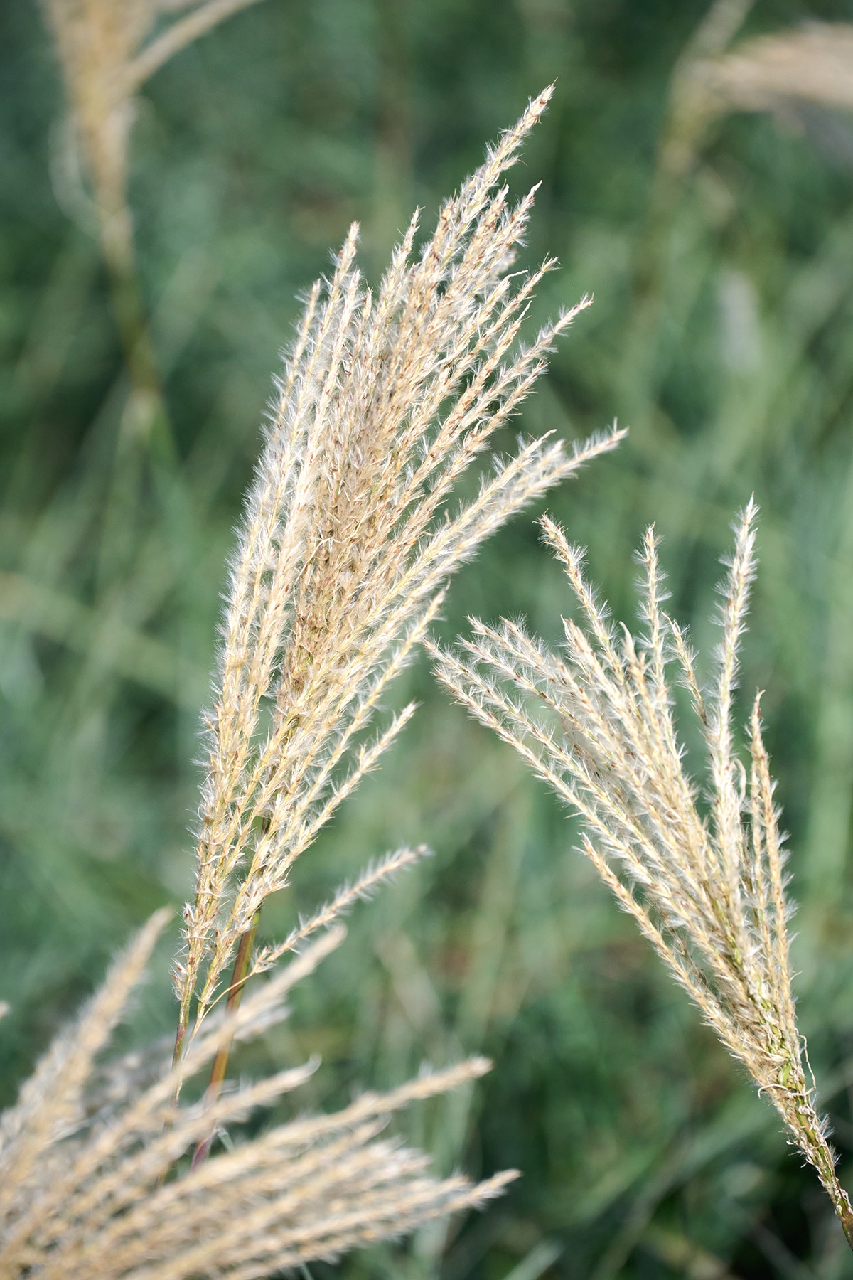 Malepartus Maiden Grass, Miscanthus sinensis 'Malepartus', Monrovia Plant