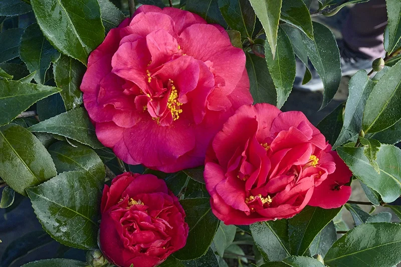 © Monrovia by Brandon Friend-Solis