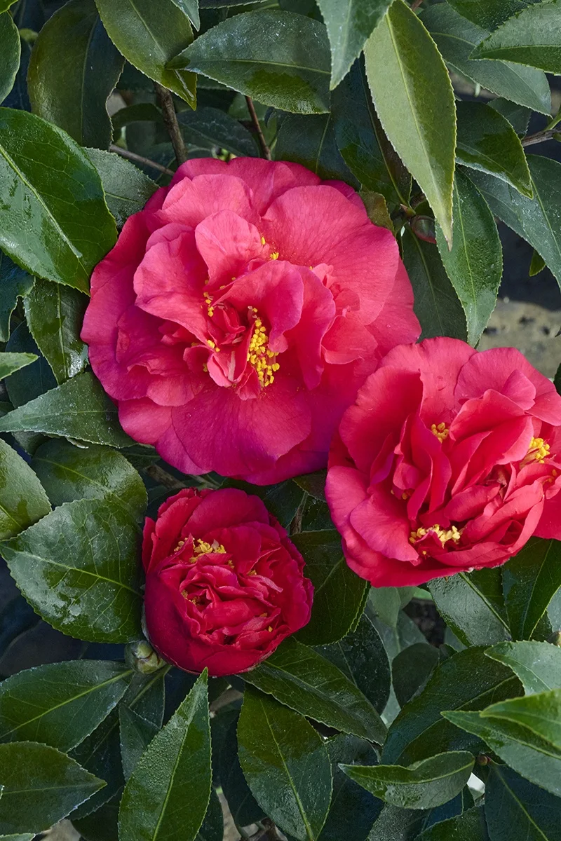 © Monrovia by Brandon Friend-Solis