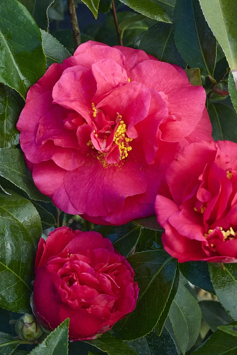 © Monrovia by Brandon Friend-Solis