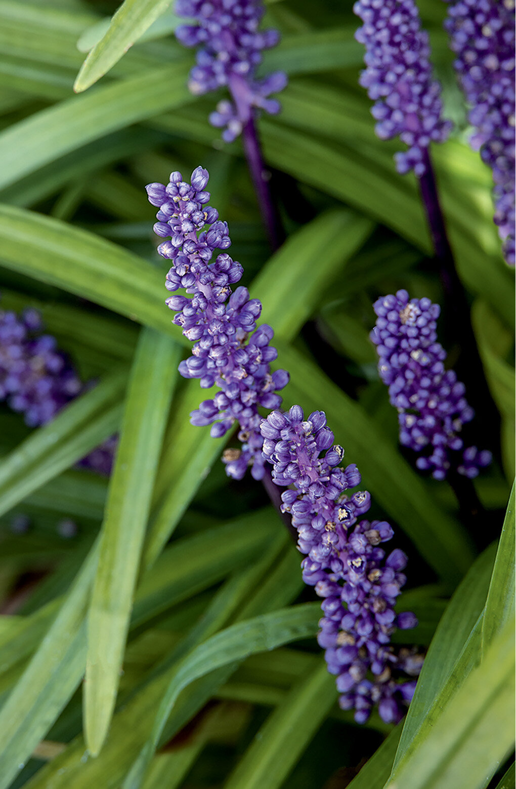 Big Blue Lilyturf, Liriope muscari 'Big Blue', Monrovia Plant
