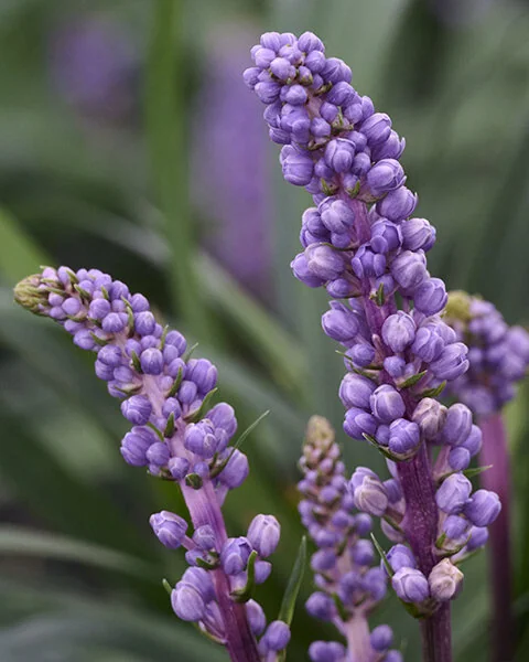 Royal Purple Lilyturf, Liriope muscari 'Royal Purple', Monrovia Plant
