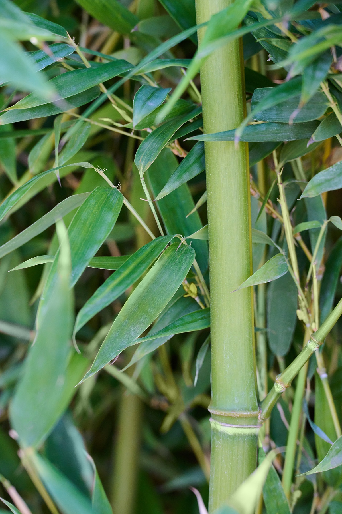 Yellow Groove Bamboo, Phyllostachys aureosulcata, Monrovia Plant
