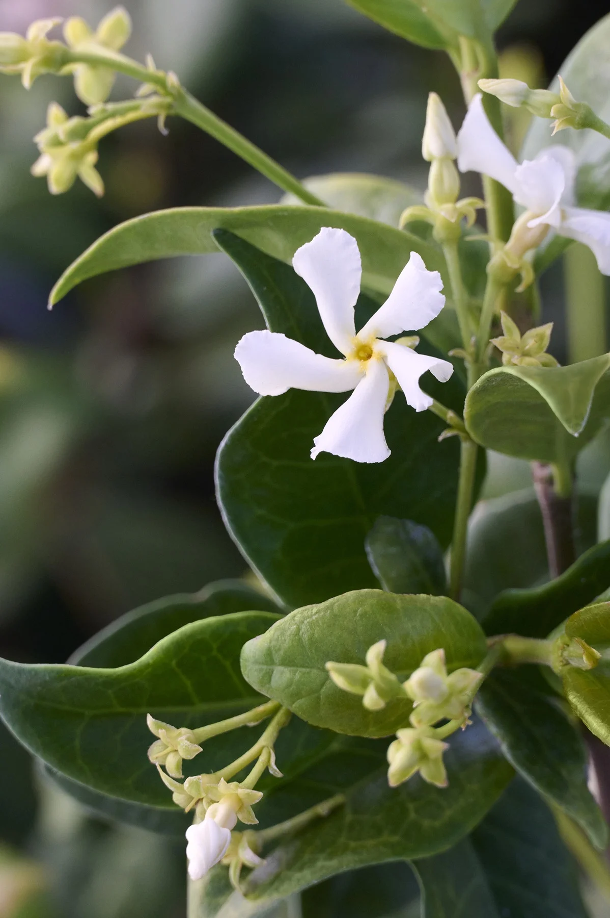 © Monrovia by Brandon Friend-Solis
